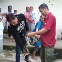 Warga berhasil menangkap ular sanca yang meresahkan.